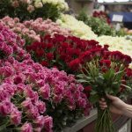 بهترین عمده فروشی گل رز در تهران